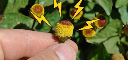 MEDICAL PLANT Toothache Numbing Throat Ulcer Electric Daisy BUZZ SEEDS Acmella