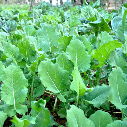 GROW OWN WALKING STICK KALE JERSEY SEEDS CABBAGE GIANT Portuguese tree EDIBLE