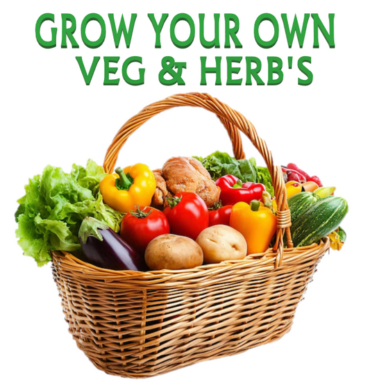 Vegetable Fruit Seeds Finest Garden Fresh Grow Your Indoor Outdoor Herbs Sweet