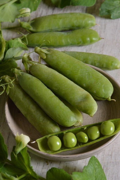 Easy Grow Your Own Pea Onward Peas Pod Seeds Fresh Vegetables Vine Herbs Plant