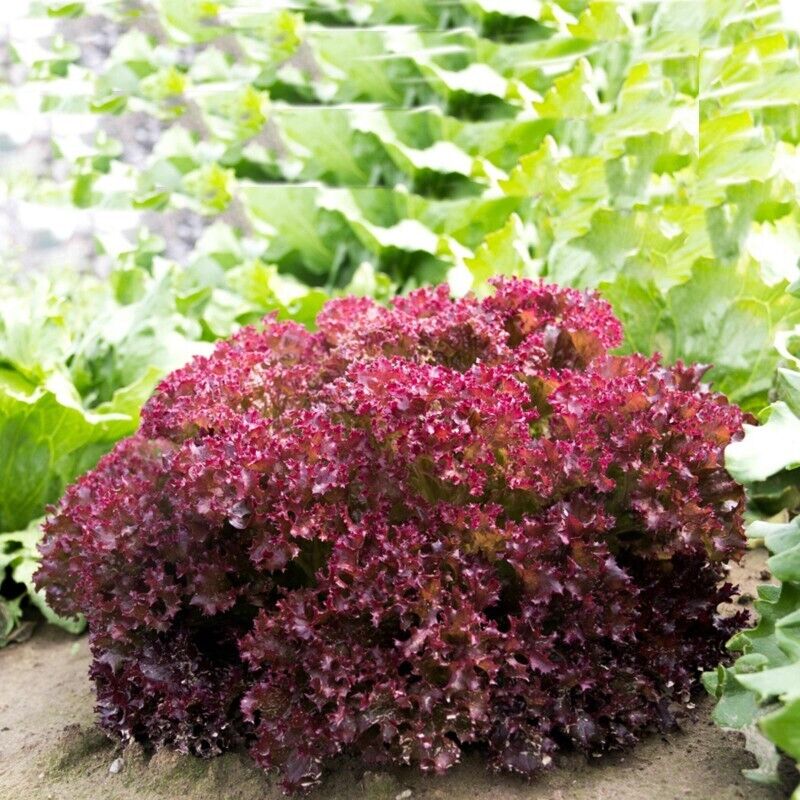 Easy To Grow Your Own Red Lettuce Lollo Rossa Seeds Fresh Vegetables Fruit Herbs