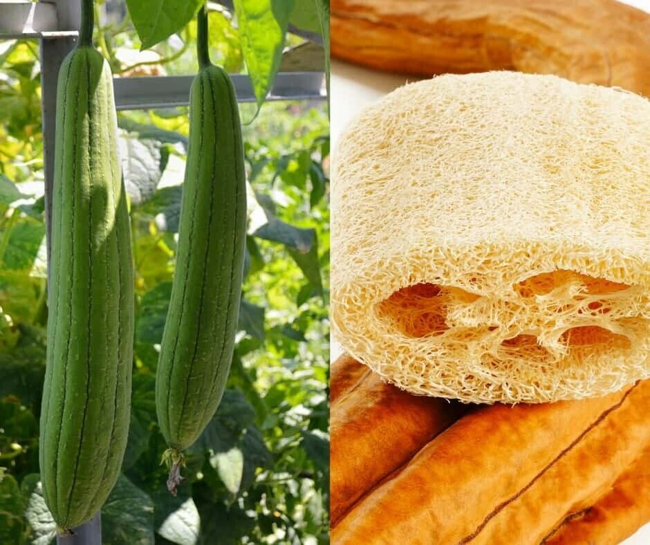 Easy To Grow Your Own natural LUFFA sponge Seeds LOOFAH Fresh Vegetabl ...