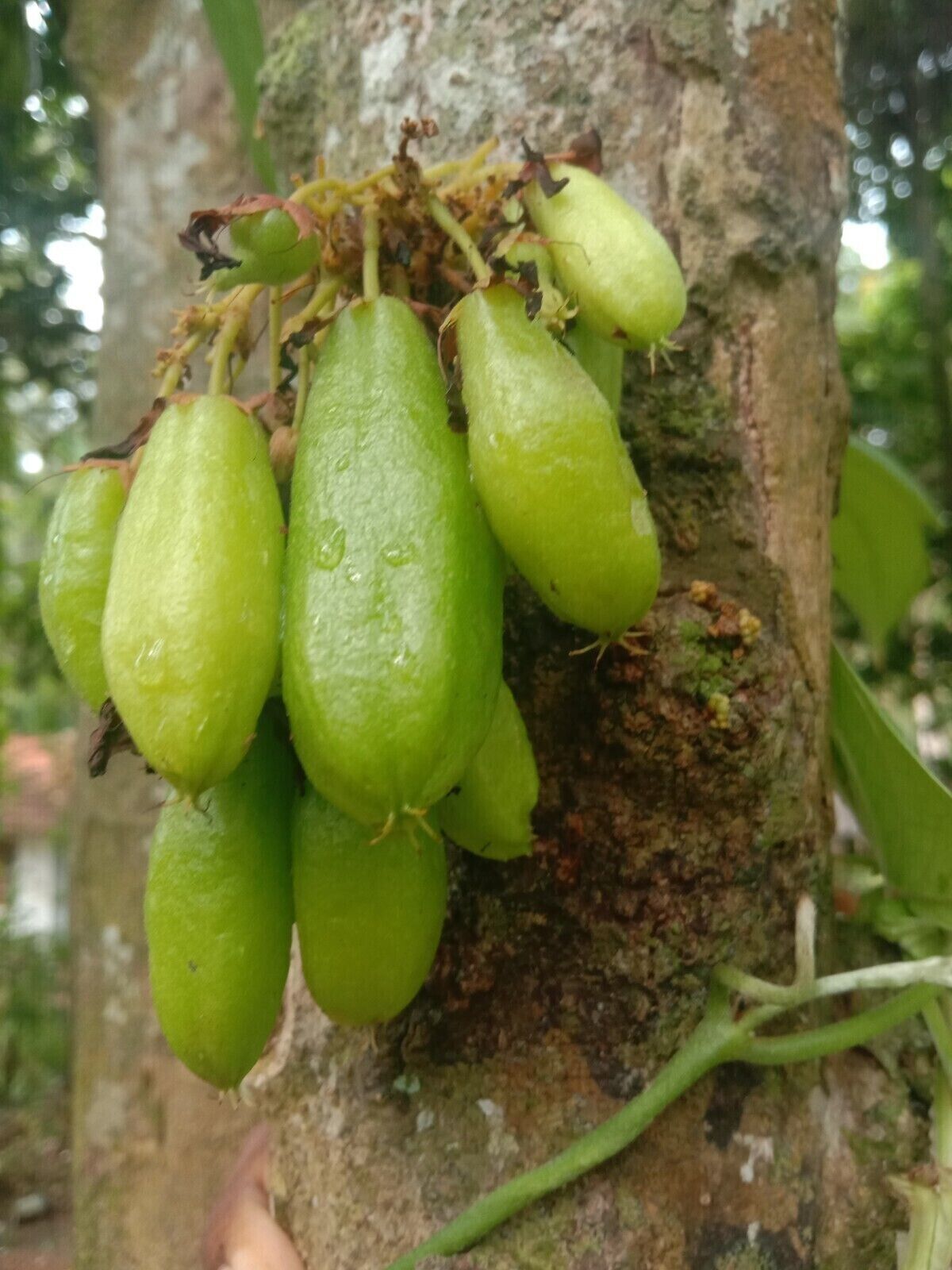 RARE Cucumber Pickle Tree Fruit SEEDS Averrhoa Bilimbi Sorrel Plant Edible