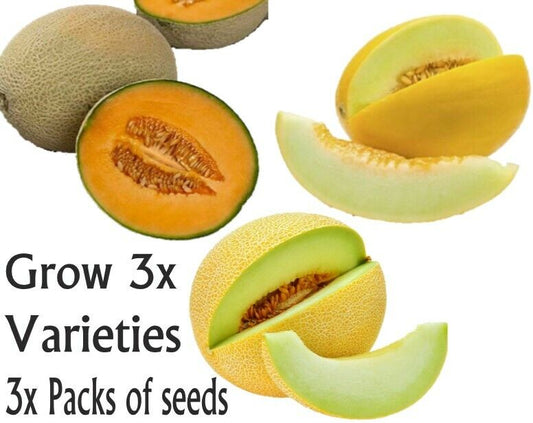 3 PACKS 3 TYPES  MELON SEEDS HONEYDEW GALA CANTALOUPE FRUIT TREE PLANT GROW OWN