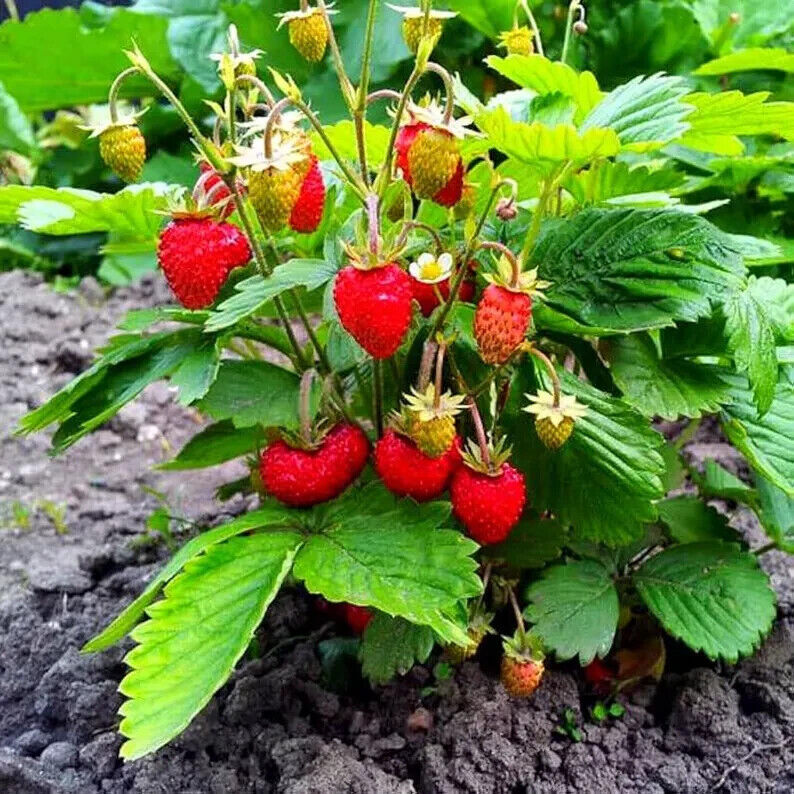 Easy Grow Own Super Sweet STRAWBERRY Seeds Alpine Strawberries Fruit Plant