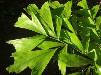 RARE GAINT Fishtail Palm Tree Seeds fish tail Caryota Urens Indoor Garden Plant