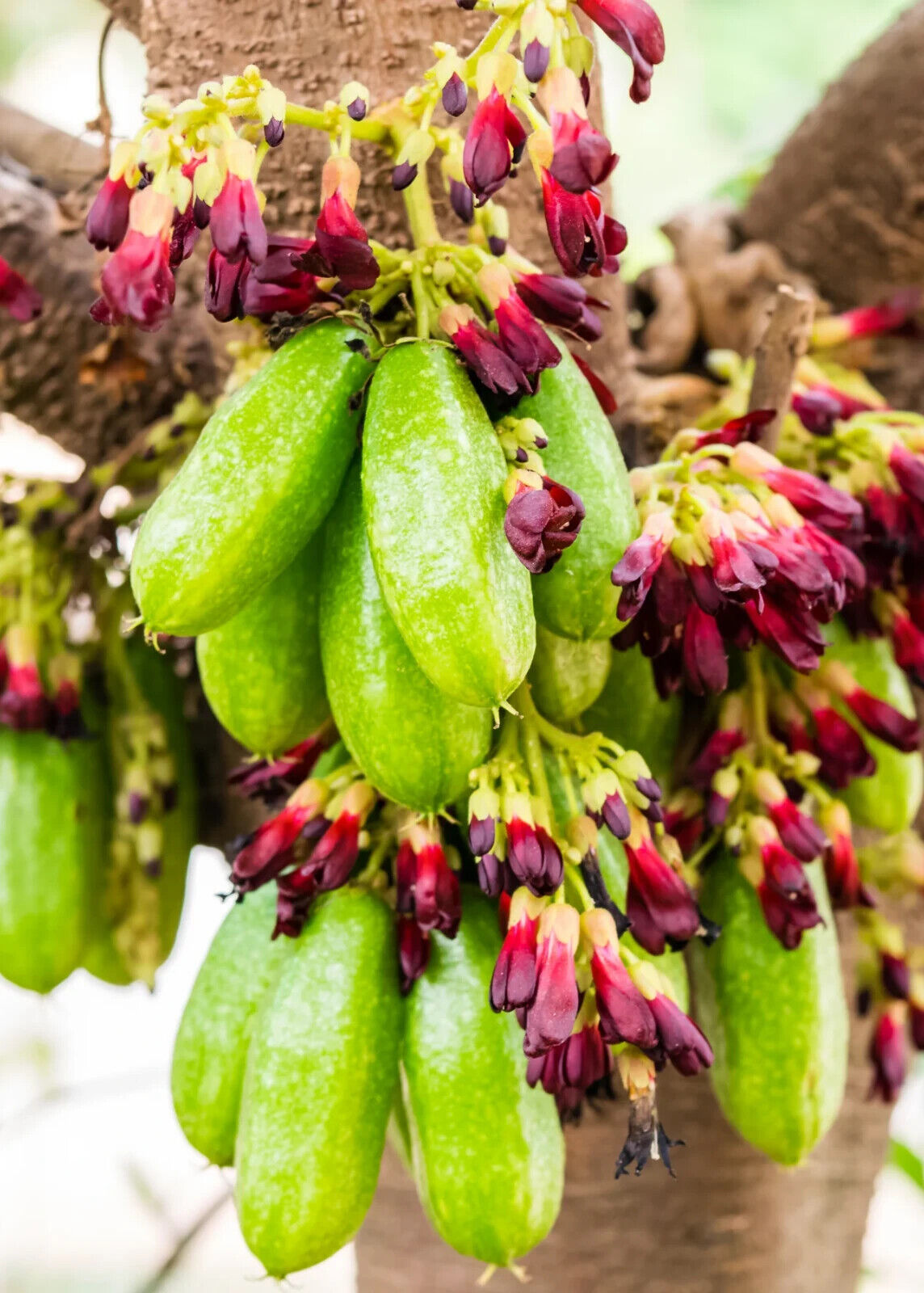 RARE Cucumber Pickle Tree Fruit SEEDS Averrhoa Bilimbi Sorrel Plant Edible