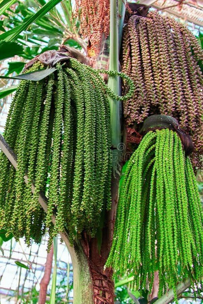 RARE GAINT Fishtail Palm Tree Seeds fish tail Caryota Urens Indoor Garden Plant