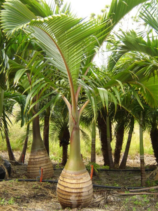 RARE Bottle Palm Tree Live Plant Seedling Or Grow Seeds  Hyophorbe Lagenicaulis