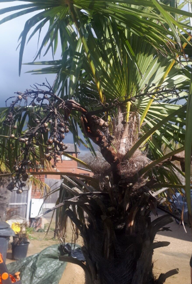 TRACHYCARPUS FORTUNEI  Palm Tree Seeds UK HARDY Grown in UK Windmill Palm Tree