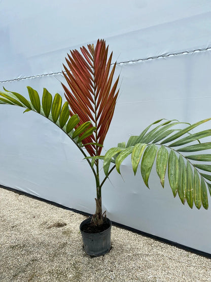 FLAME THROWER PALM Tree Seeds Chambeyronia macrocarpa Red Leaf Feather Plant