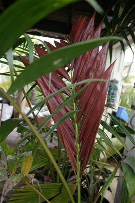 FLAME THROWER PALM Tree Seeds Chambeyronia macrocarpa Red Leaf Feather Plant