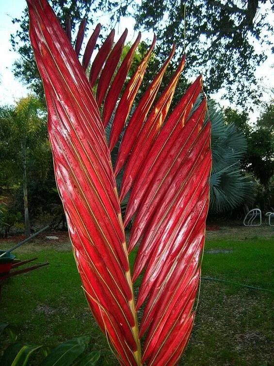 FLAME THROWER PALM Tree Seeds Chambeyronia macrocarpa Red Leaf Feather Plant