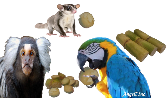 Fresh Sugar Cane For MARMOSET MONKEYS SUGAR GLIDERS PARROT Pet Food Sweet Treat 