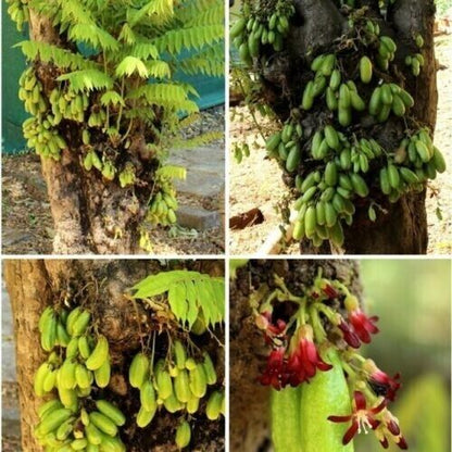 RARE Fruit Cucumber Tree SEEDS Averrhoa Bilimbi Sorrel Tropical Plant Edible Uk