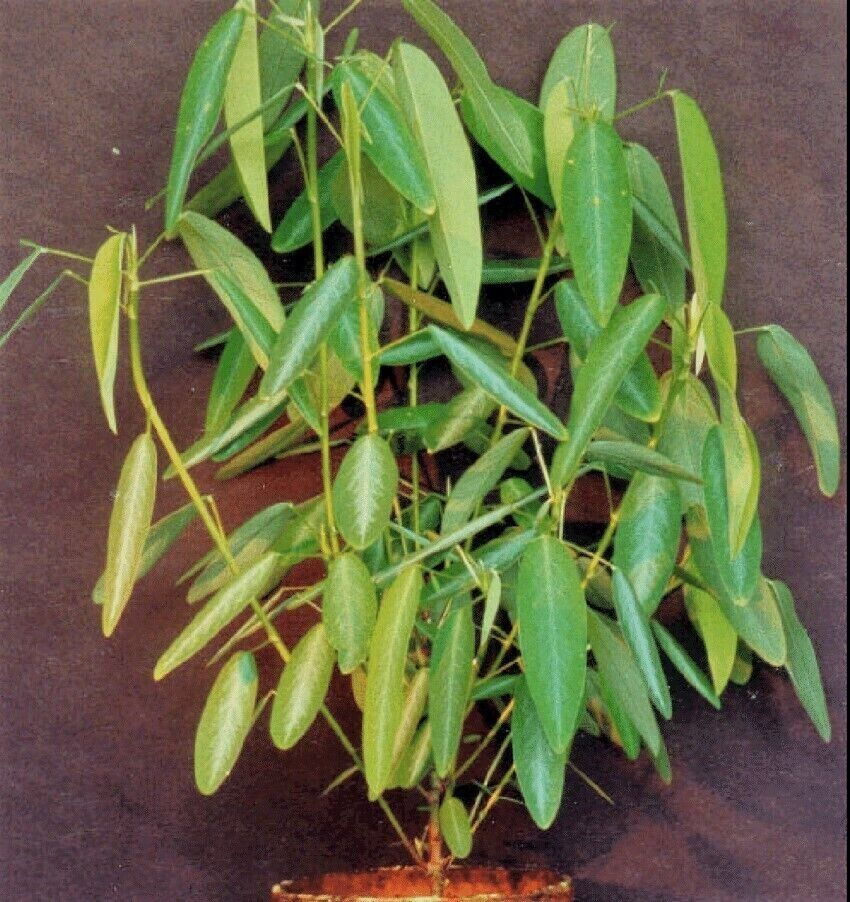 RARE SEEDS GROW OWN Dancing Telegraph Plant Edible Medical Codariocalyx Motorius