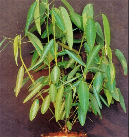 RARE SEEDS GROW OWN Dancing Telegraph Plant Edible Medical Codariocalyx Motorius