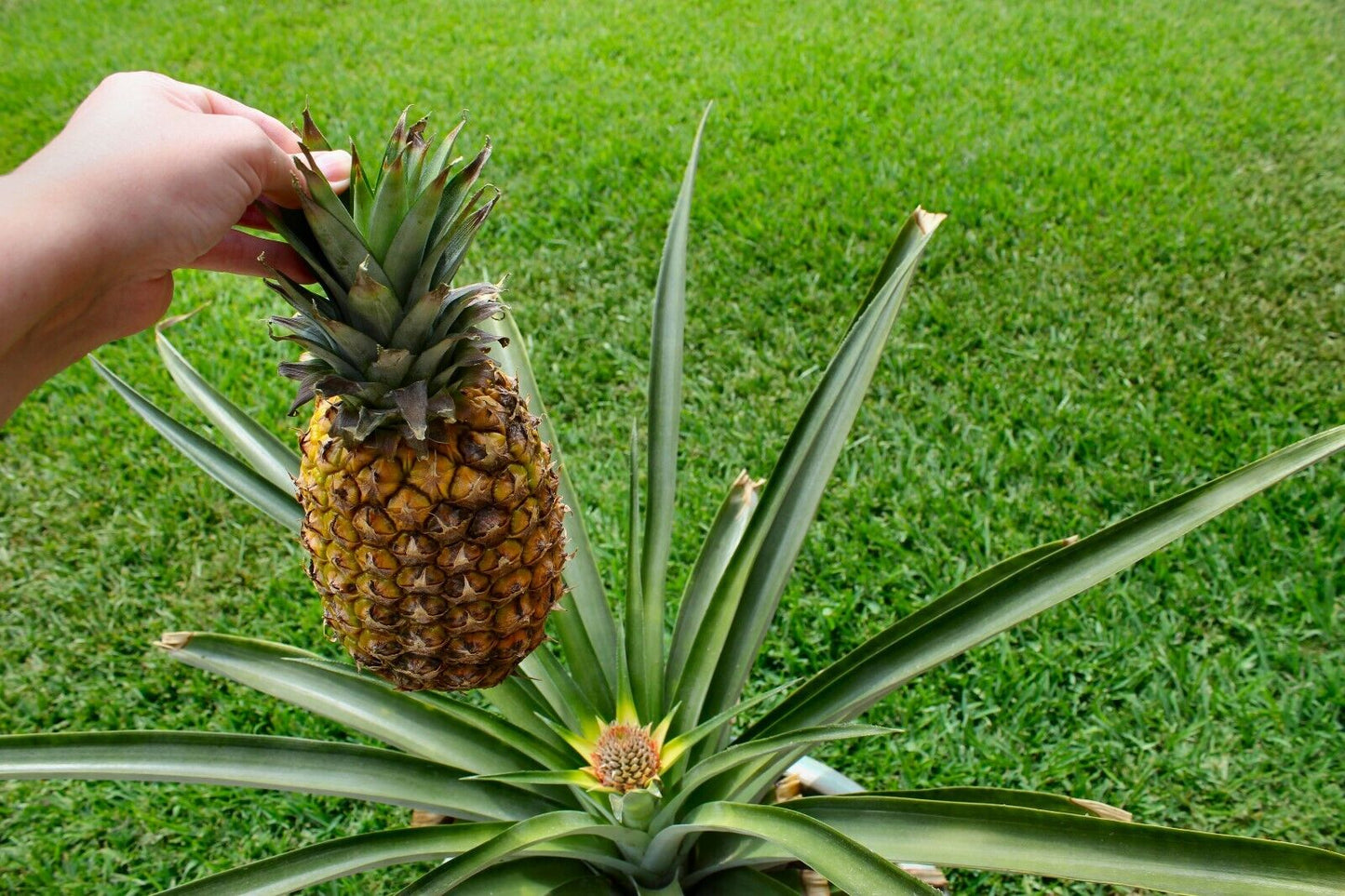 PINEAPPLE SEEDS VERY RARE FRESH Grow your own EDIBLE Fruit tree plant Houseplant