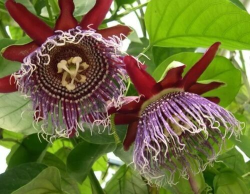 Passiflora Quadrangularis Passion Fruit Seeds Giant Granadilla Flower Vine Plant