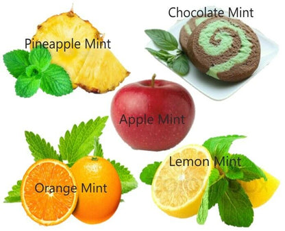 MINT SEEDS RARE pick mix PINEAPPLE ORANGE CHOCOLATE APPLE LEMON Herbs plant 