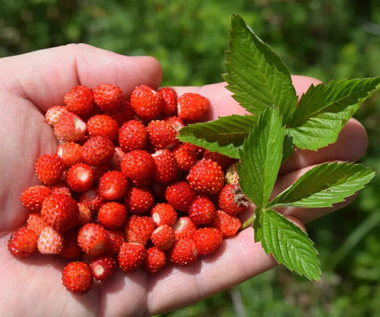 Easy Grow Own Super Sweet STRAWBERRY Seeds Alpine Strawberries Fruit Plant