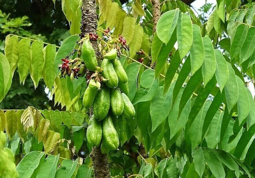 RARE Cucumber Pickle Tree Fruit SEEDS Averrhoa Bilimbi Sorrel Plant Edible