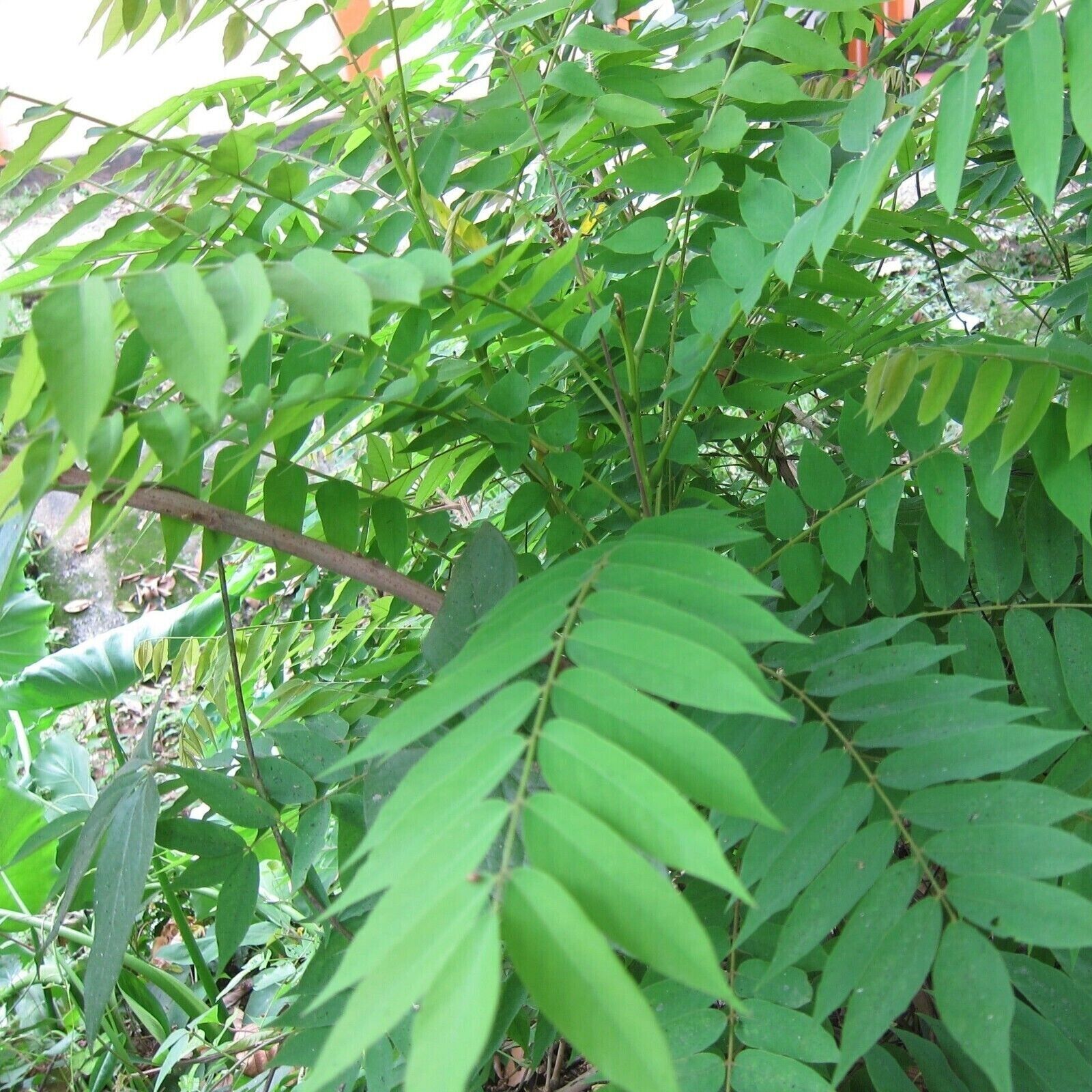 RARE Cucumber Pickle Tree Fruit SEEDS Averrhoa Bilimbi Sorrel Plant Edible