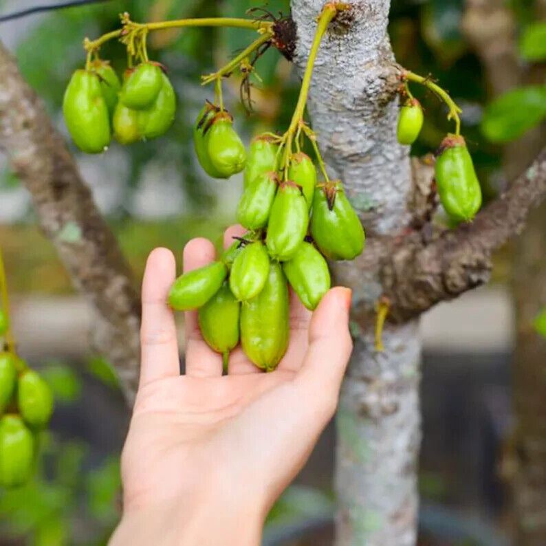 RARE Cucumber Pickle Tree Fruit SEEDS Averrhoa Bilimbi Sorrel Plant Edible