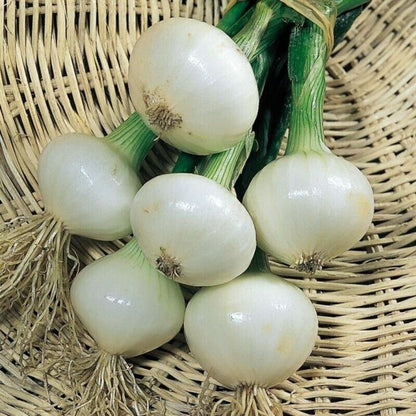 Easy To Grow Your Own Onion Paris Silver skin Seeds Fresh Vegetables Herbs