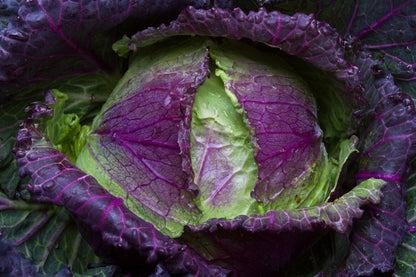 Vegetable Seeds Fresh Herbs Mixed Plants Easy Grow your Own Indoor Outdoor Fruit