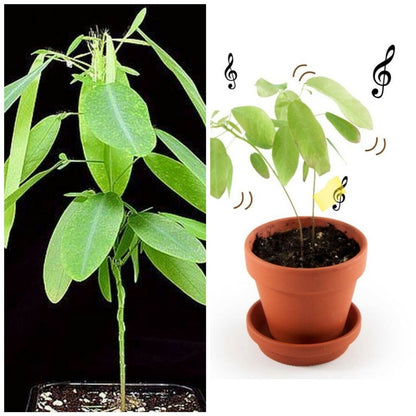 RARE SEEDS GROW OWN Dancing Telegraph Plant Edible Medical Codariocalyx Motorius