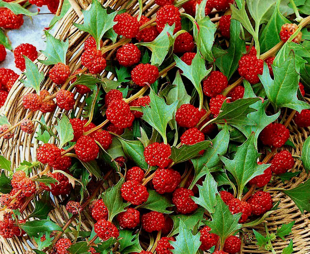 STRAWBERRY SEEDS Sticks Spinach Goosefoot CHENOPODIUM CAPITATUM Fruit Herb Berry