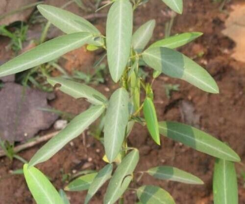 RARE SEEDS GROW OWN Dancing Telegraph Plant Edible Medical Codariocalyx Motorius