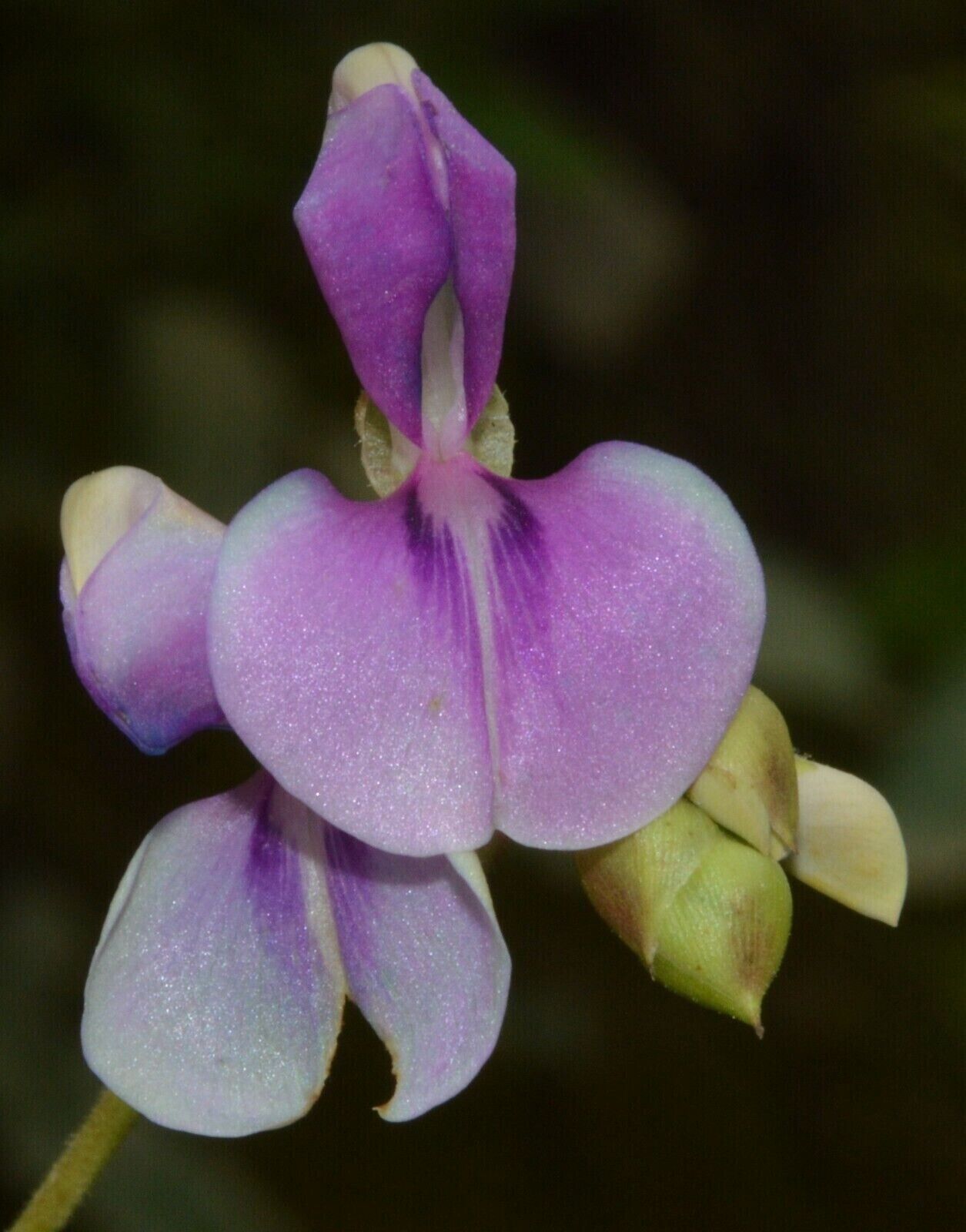 RARE SEEDS GROW OWN Dancing Telegraph Plant Edible Medical Codariocalyx Motorius