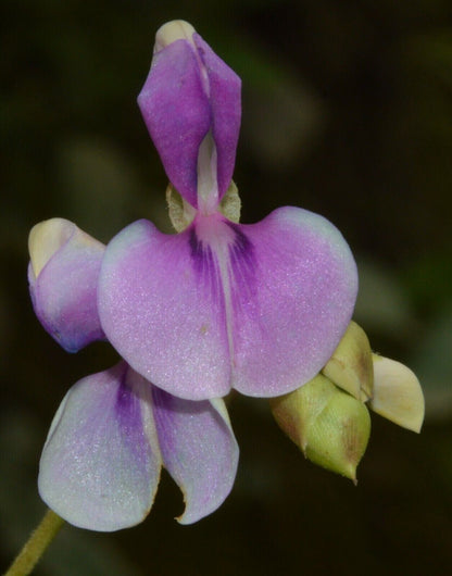 RARE SEEDS GROW OWN Dancing Telegraph Plant Edible Medical Codariocalyx Motorius