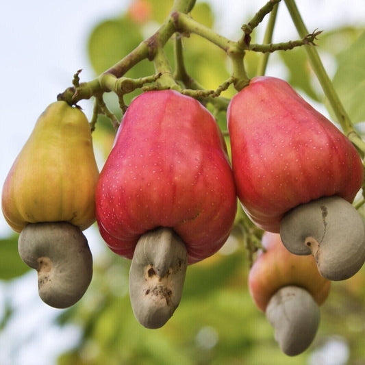 Rare Grow CASHEW NUT Seeds Edible tropical Apple fruit tree Anacardium Plant UK