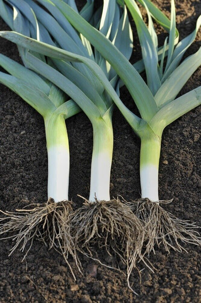 Easy To Grow Your Own Giant Leek Musselburgh Seeds Fresh Vegetables Fruit Herbs