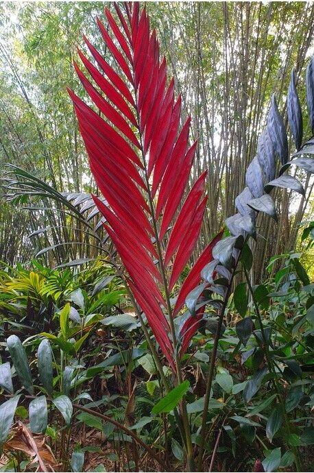 FLAME THROWER PALM Tree Seeds Chambeyronia macrocarpa Red Leaf Feather Plant