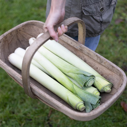 Easy To Grow Your Own Giant Leek Musselburgh Seeds Fresh Vegetables Fruit Herbs