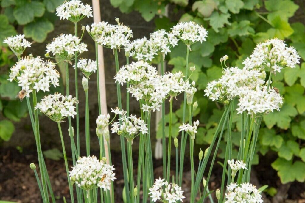 Easy To Grow Your Own Garlic Chive Herb Seeds Fresh Vegetables Fruit Herbs