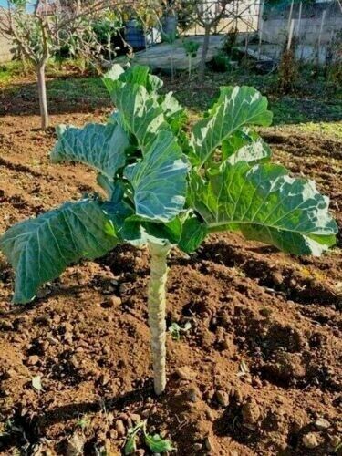 BIG Portuguese Walking Stick Cabbage Kale Tree Great for kids Edible Seeds Rare