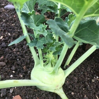 Vegetable Seeds Fresh Herbs Mixed Plants Easy Grow your Own Indoor Outdoor Fruit
