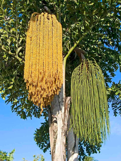 RARE GAINT Fishtail Palm Tree Seeds fish tail Caryota Urens Indoor Garden Plant