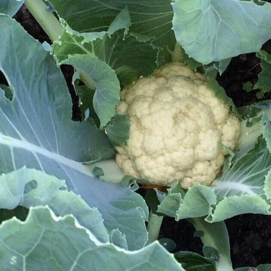 Easy To Grow Your Own Cauliflower Seeds All Year Fresh Vegetables Fruit Herbs