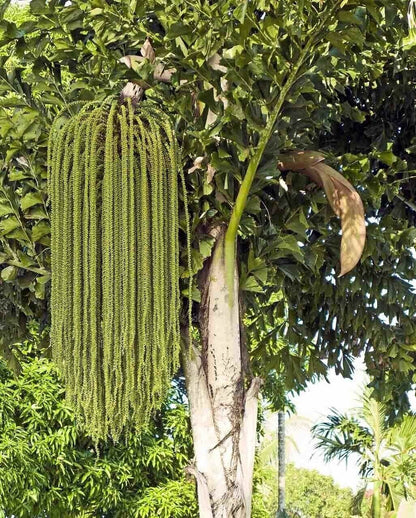 RARE GAINT Fishtail Palm Tree Seeds fish tail Caryota Urens Indoor Garden Plant