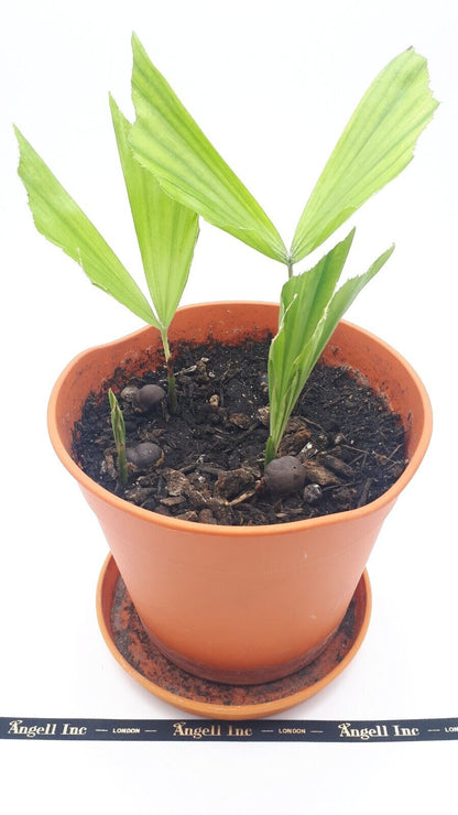 RARE GAINT Fishtail Palm Tree Seeds fish tail Caryota Urens Indoor Garden Plant