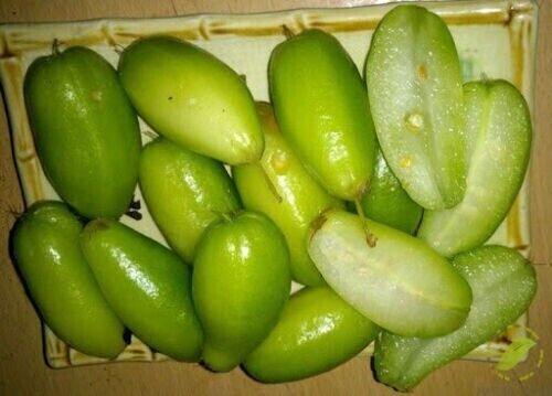 RARE Cucumber Pickle Tree Fruit SEEDS Averrhoa Bilimbi Sorrel Plant Edible