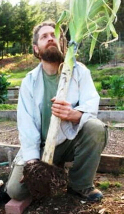 Easy To Grow Your Own Giant Leek Musselburgh Seeds Fresh Vegetables Fruit Herbs