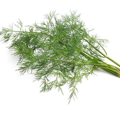 Easy To Grow Your Own Herb DILL Seeds Fresh Curry Vegetables Fruit Herbs Plant