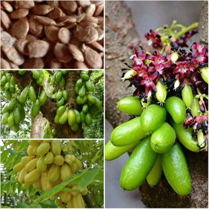 RARE Cucumber Pickle Tree Fruit SEEDS Averrhoa Bilimbi Sorrel Plant Edible